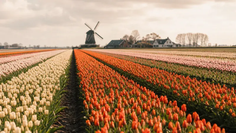 Bloeiend tulpenveld in kleurrijke rijen in het Nederlandse bollenlandschap, met een boerderij en molen op de achtergrond.