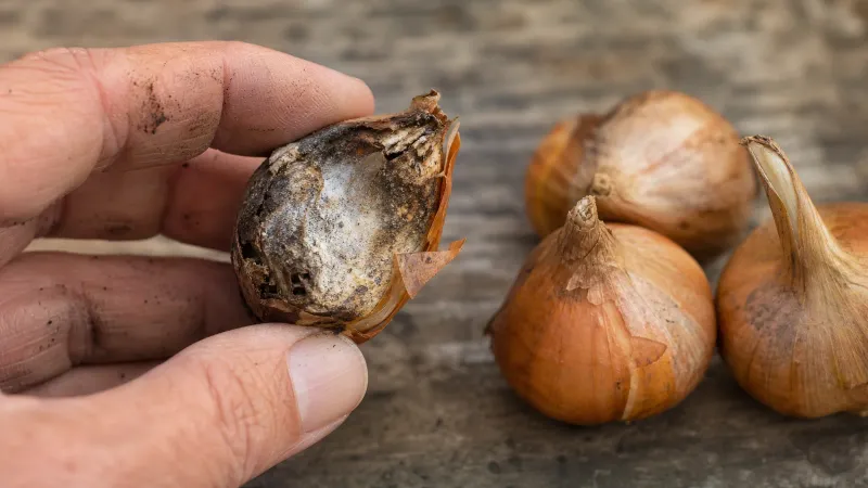 Close-up van een hand met een zachte, aangetaste bloembol met schimmelrot naast enkele gezonde droge bollen ter vergelijking.