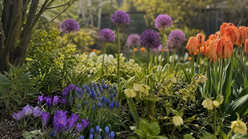 Nederlandse tuinborder in het voorjaar met vooraan lage krokussen en druifhyacinten in bosjes, met hogere sierui erachter.