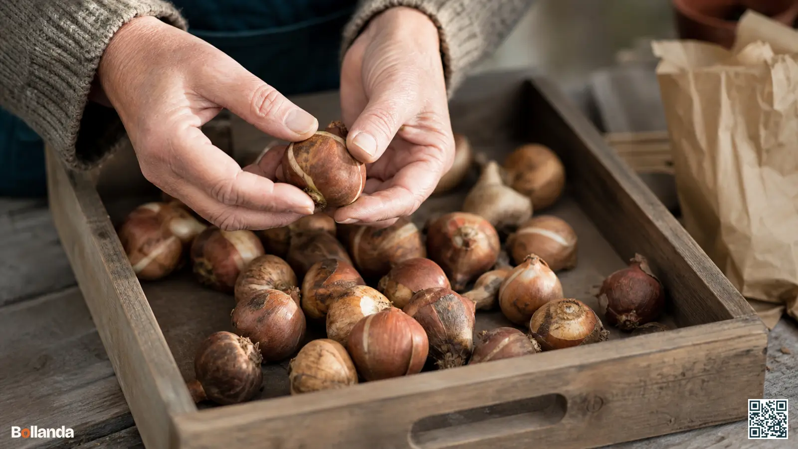 Handen controleren bewaarde tulpenbollen op stevigheid in een houten bewaarbak, met droge en zachte bollen naast elkaar.