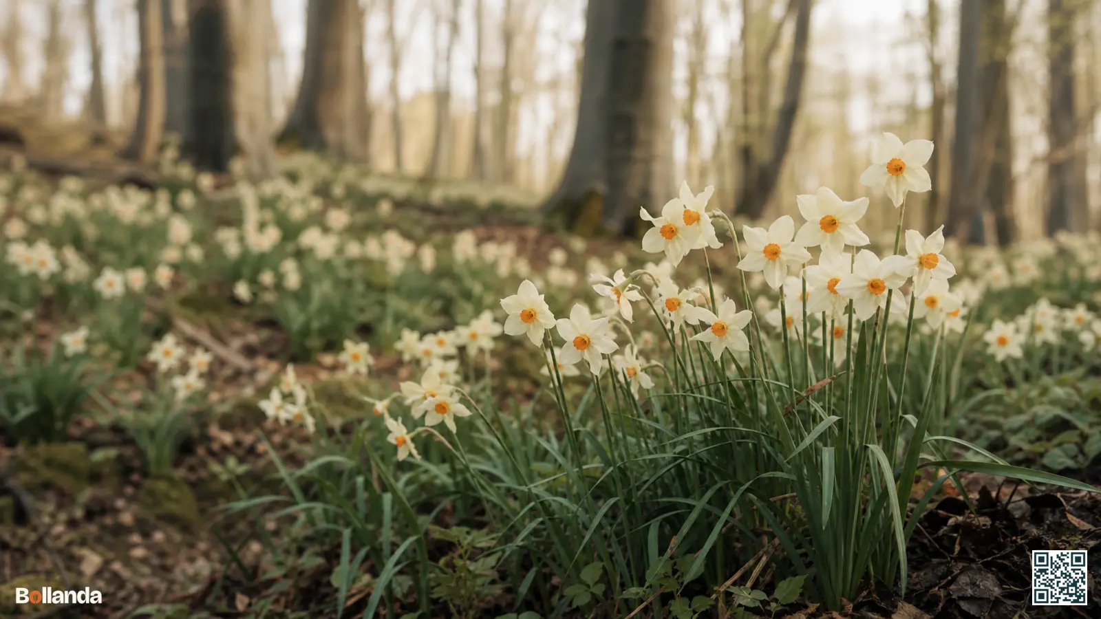 Wilde narcissen verwilderd op een vochtige bosbodem in het vroege voorjaar onder kale loofbomen.