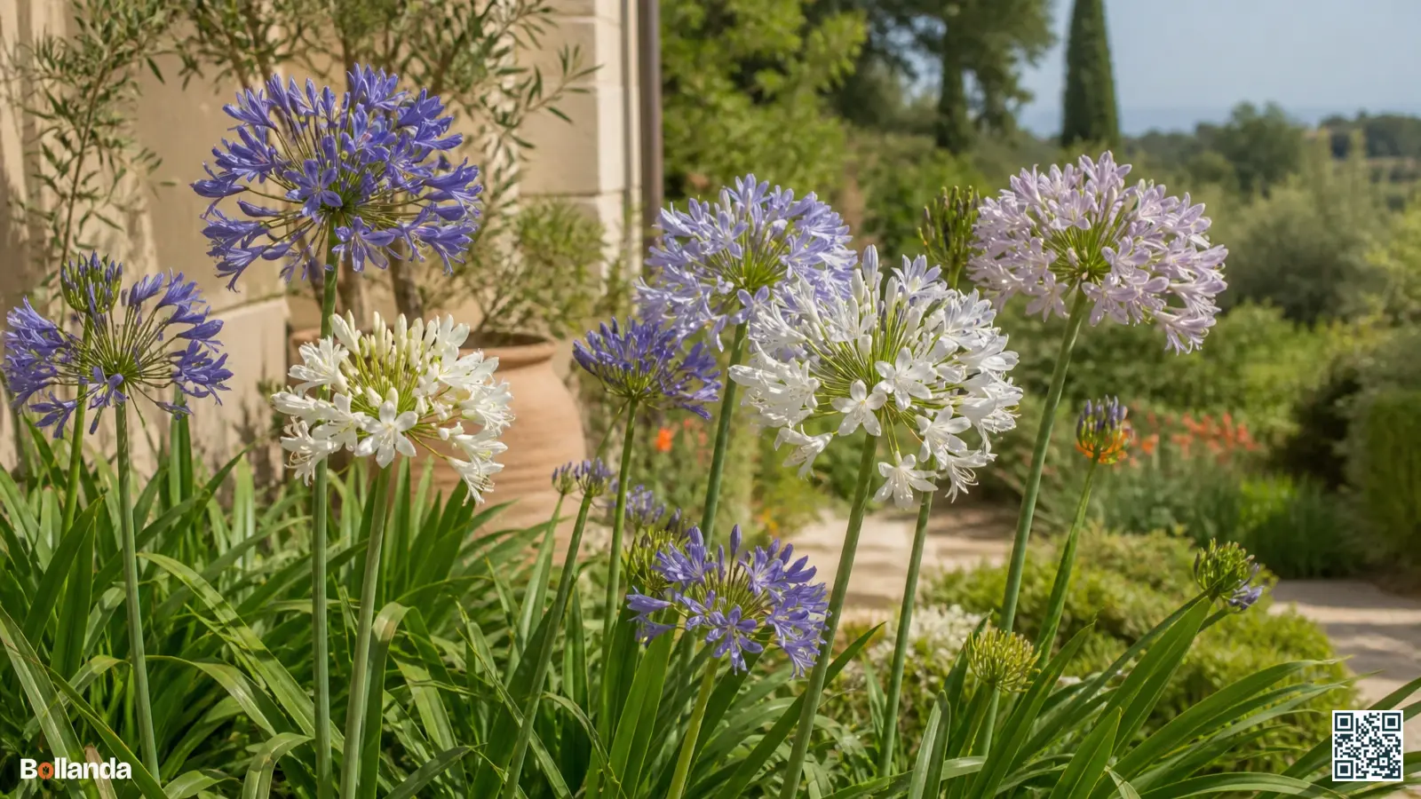 Bloeiende agapanthus in blauw, lila en wit met ronde bloemschermen op rechte stelen in een zonnige border.