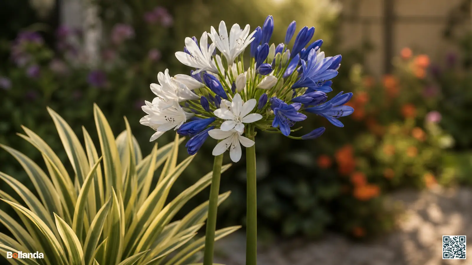 Tweekleurige agapanthusbloemen in wit en blauw op rechte stelen met bontbladig gebladerte in een zonnige border.