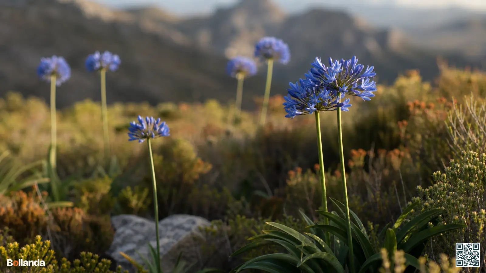 Botanische agapanthus met blauwe bloemschermen op rechte stelen boven grasachtig blad in een natuurlijke setting.