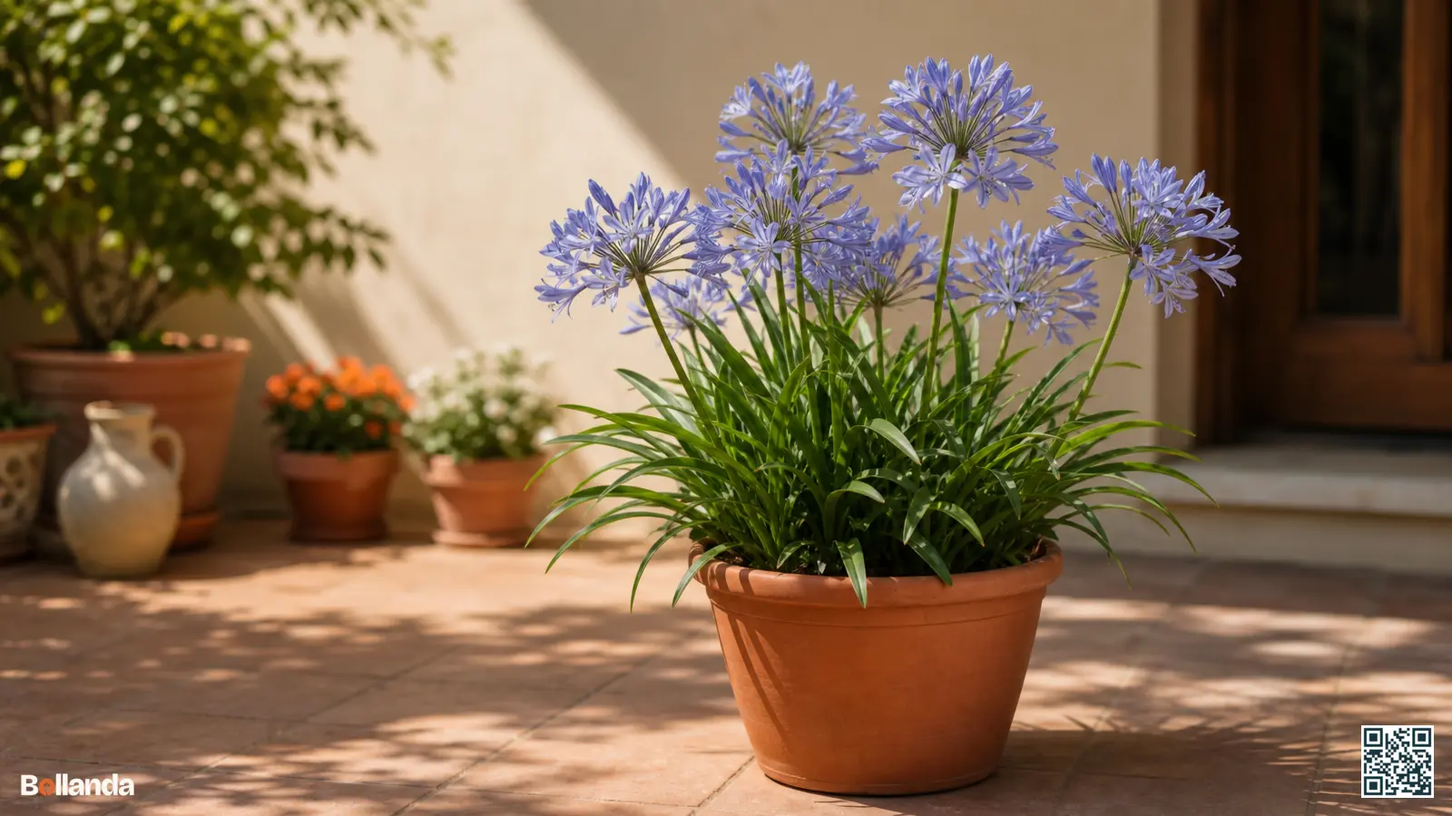 Compacte dwerg agapanthus met lichtblauwe bloemschermen in een terracotta pot op een zonnig terras.