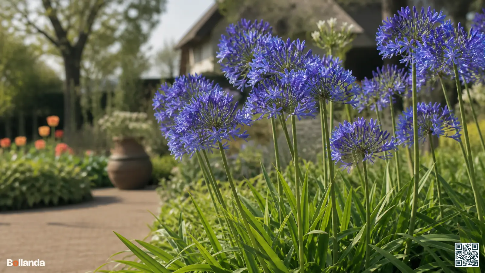 Diepblauwe winterharde agapanthus met bolvormige bloemschermen op rechte stelen in een zonnige tuinborder.