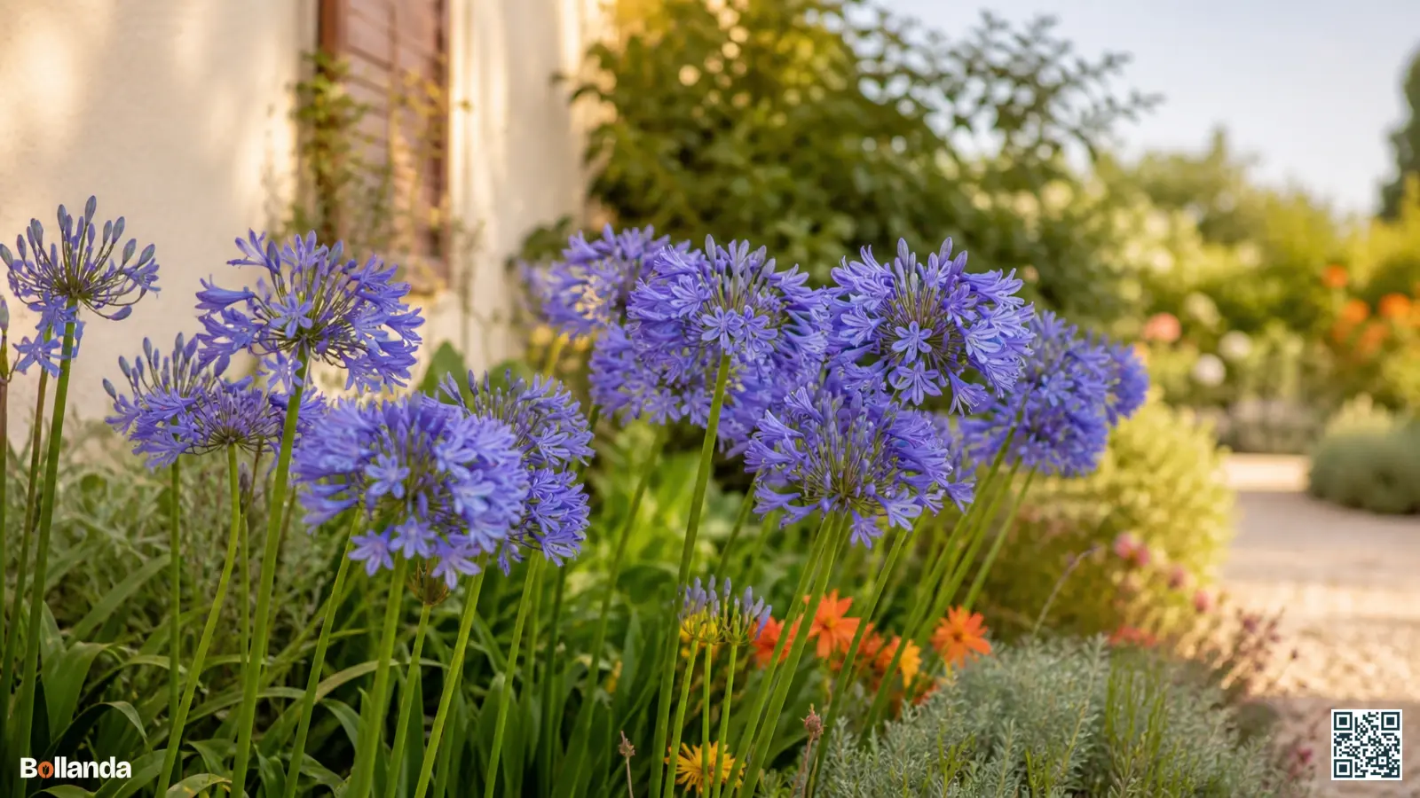 Blauwe agapanthus in volle bloei met ronde bloemschermen op rechte stelen boven grasachtig blad in een zomerse border.