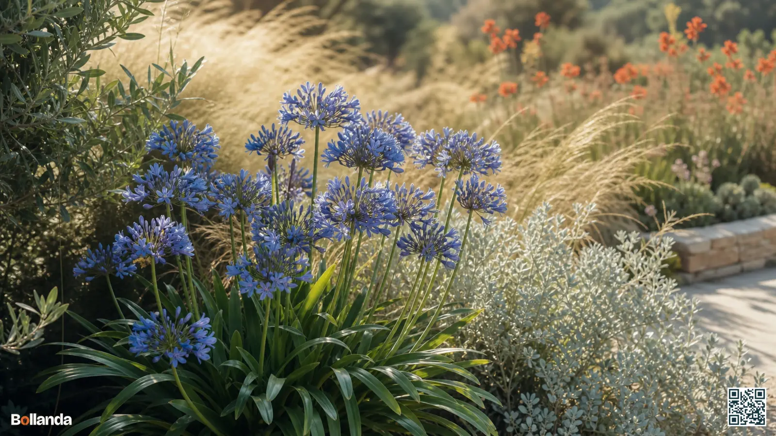 Blauwe agapanthus in een zonnige border tussen siergrassen en grijsbladige planten voor een harmonieuze combinatie.