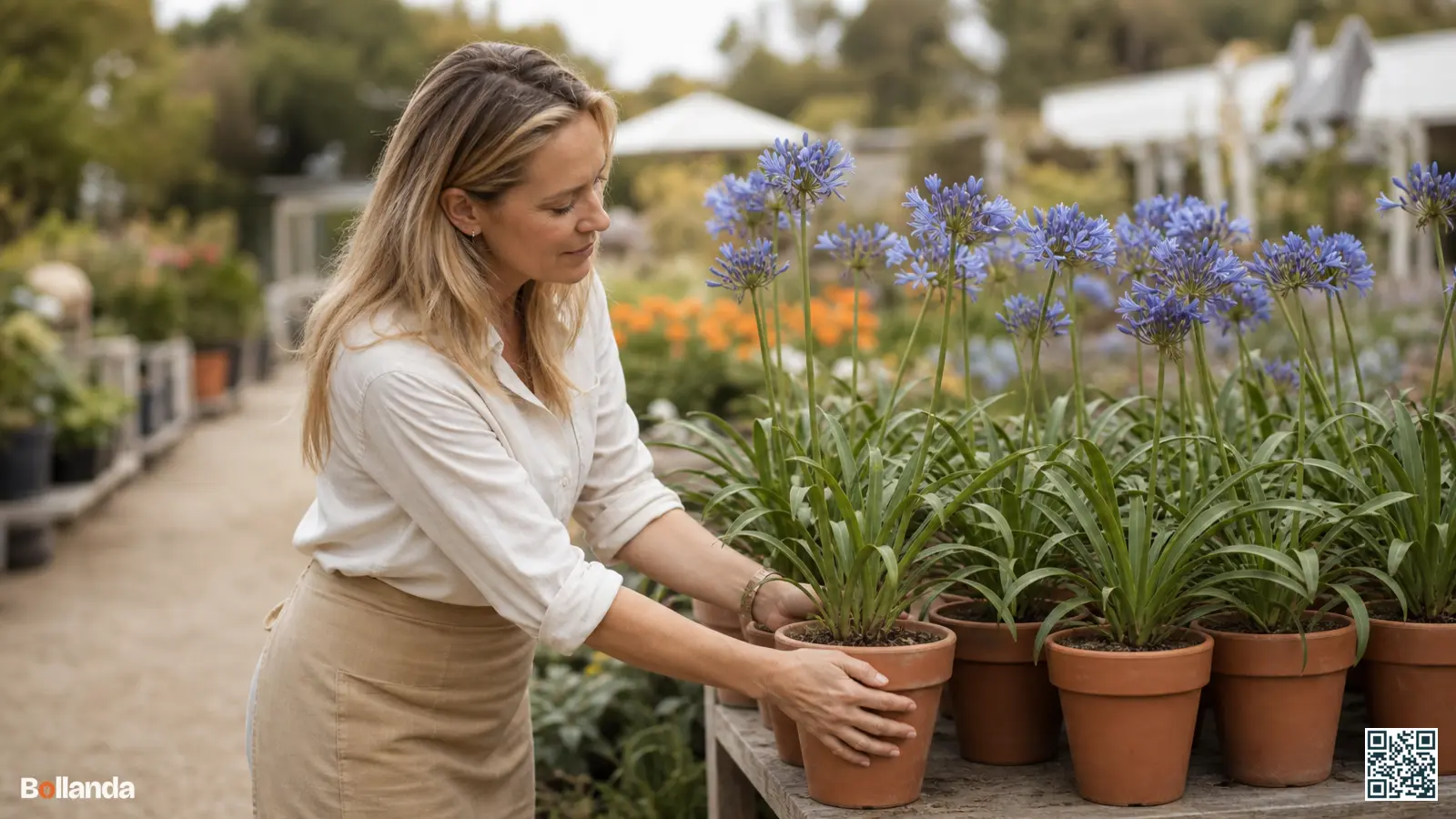 Tuinier kiest blauwbloeiende agapanthus in neutrale potten op een tafel bij een kwekerij, klaar om te kopen.