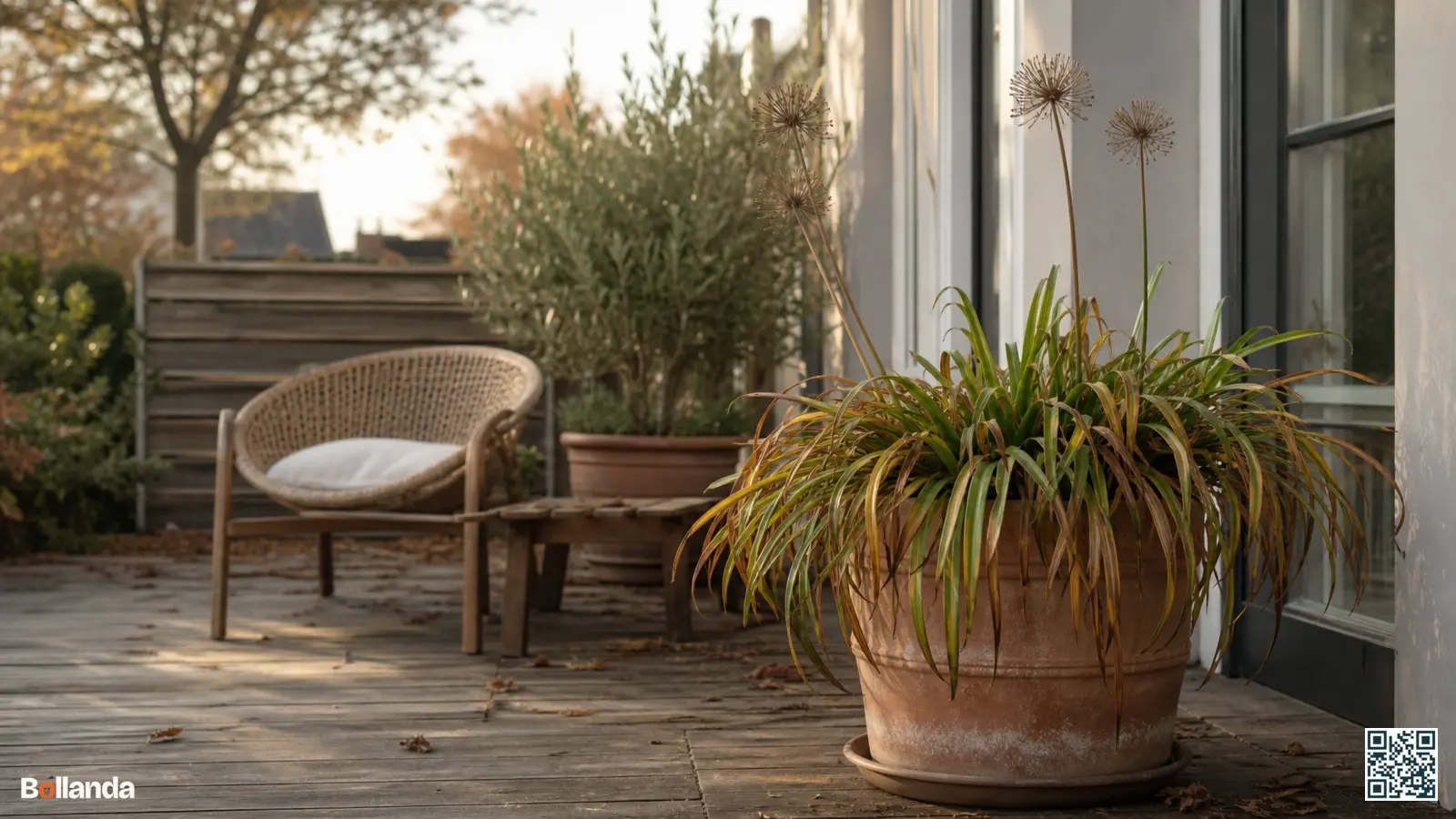 Grote agapanthus in een terracotta pot op een terras, klaar om voor de winter naar binnen te halen.