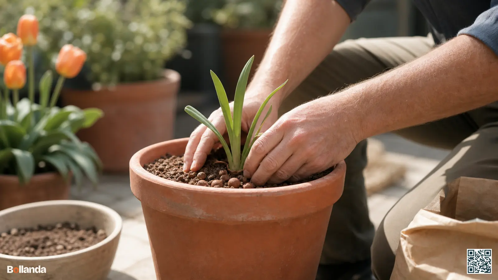 Tuinier plant een agapanthus-wortelstok in een terracotta pot met goed doorlatende grond op een zonnig terras.