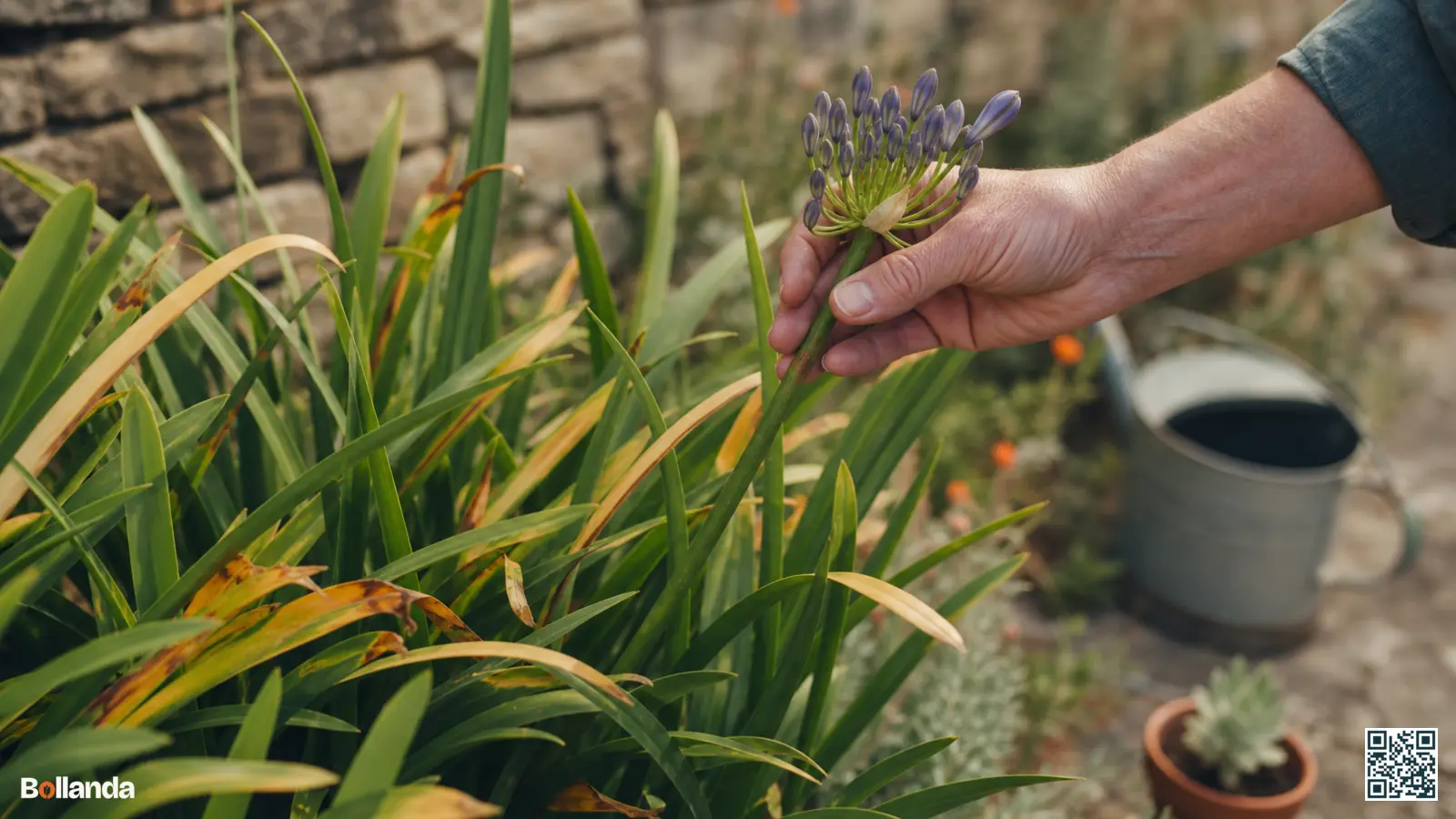 Close-up van een agapanthus met gele en bruine bladeren in de tuin, waar een hand een bloemsteel controleert.