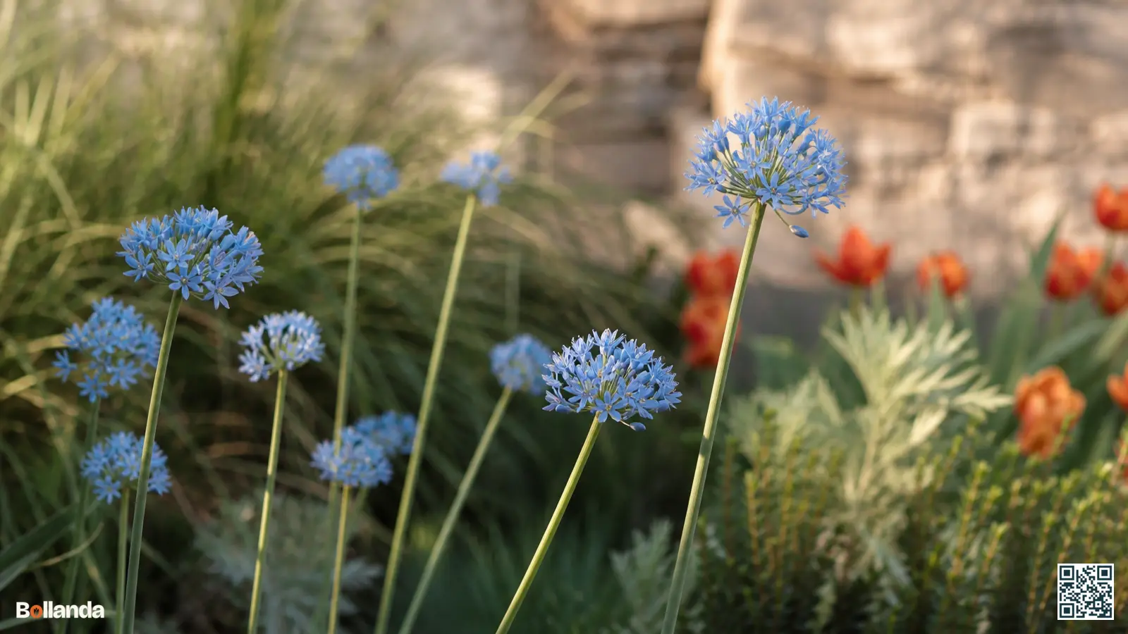 Kleine hemelsblauwe bloemschermen van Allium caeruleum op slanke stelen in een zonnige border.