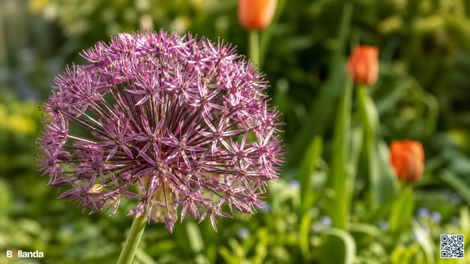 Groot stervormig roze-violet bloemscherm van Allium cristophii in een zonnige border, met laag groen blad erachter.