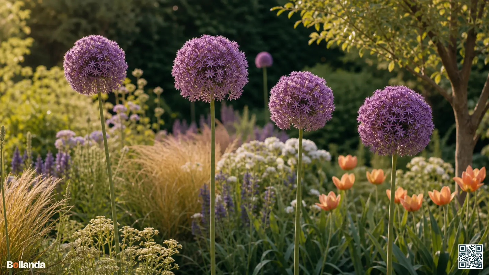 Hoge reuzenlook met grote lila-paarse bloembollen op rechte stelen boven vaste planten in een zonnige border.