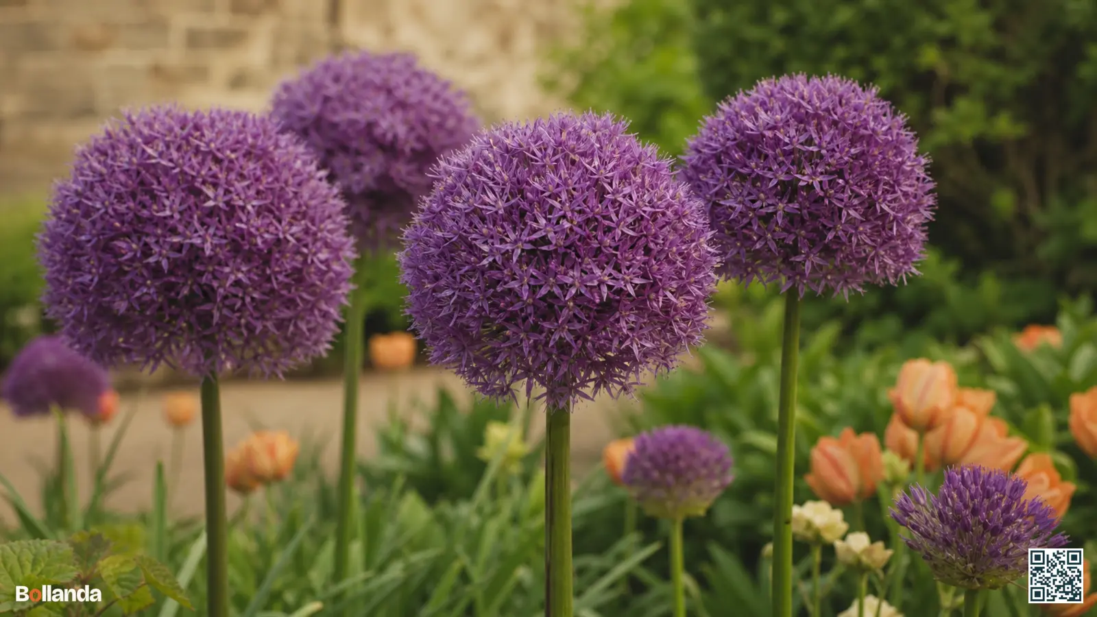 Grote violetpaarse bolvormige bloemschermen van Allium 'Globemaster' op stevige stelen boven een groene tuinborder.