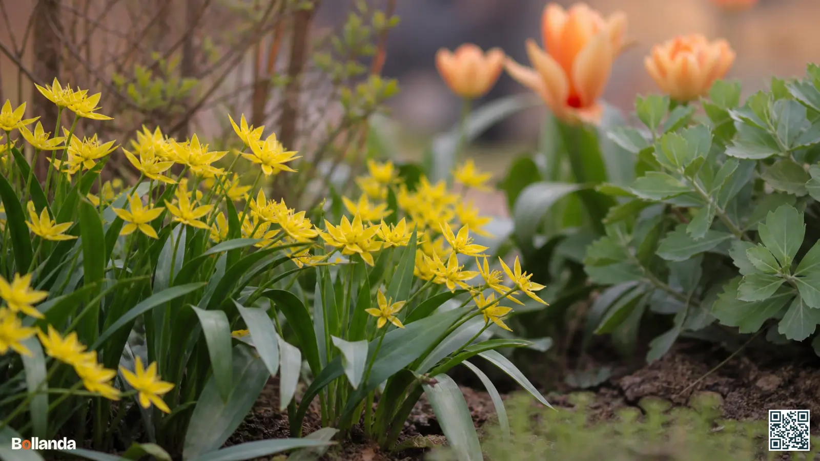 Lage goudgele sterbloemen van Allium moly in bloei vooraan in een zonnige Nederlandse border.