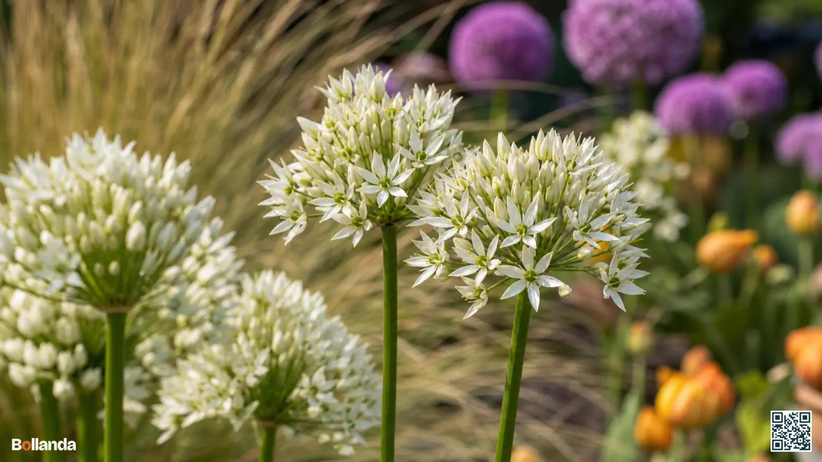 Ivoorwitte bloemschermen van Allium nigrum met groen oog in een zonnige border tussen paarse sieruien en grassen.