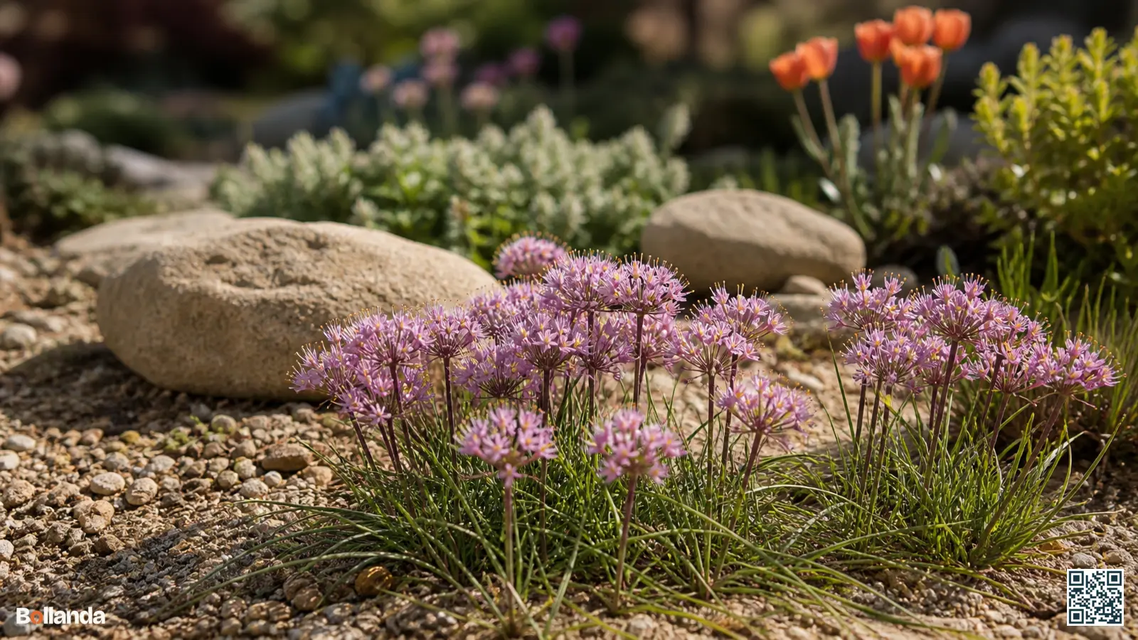 Helderroze bloemschermen van de roze berglook bloeien laag boven de grond in een zonnige rotstuin.