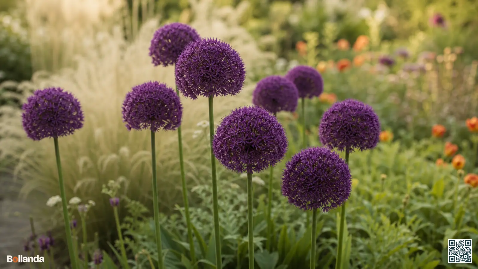 Diep violette bloembollen van Allium 'Purple Sensation' op hoge stelen in een zonnige voorjaarsborder tussen grassen.