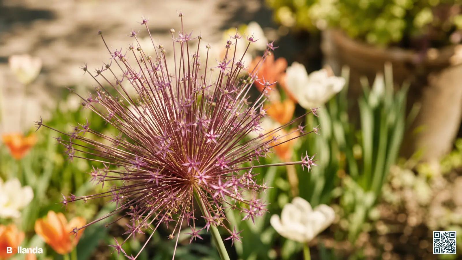 Roze-paars bloemscherm van Allium schubertii met uitwaaierende steeltjes van ongelijke lengte in een zonnige border.