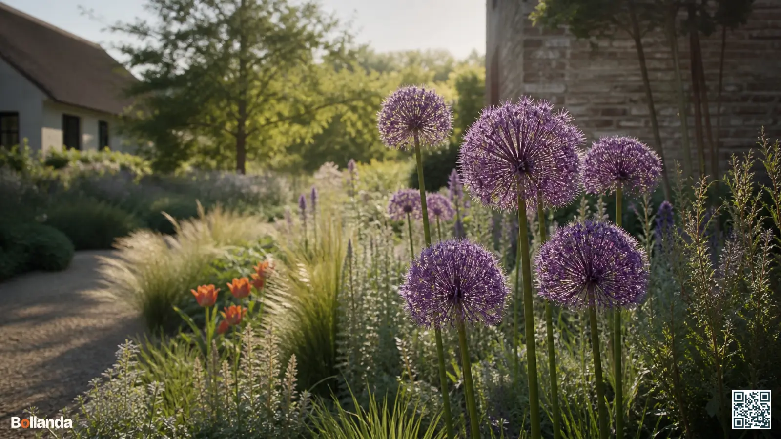 Hoge paarse sieruien met bolronde bloemschermen bloeien in een zonnige border tussen siergrassen en vaste planten.