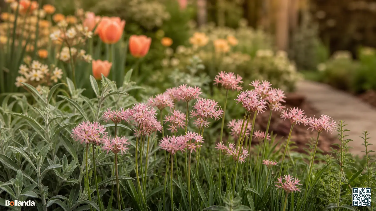 Lage satijnroze bloemschermen van Allium unifolium vooraan in een border tussen grijsgroen blad.