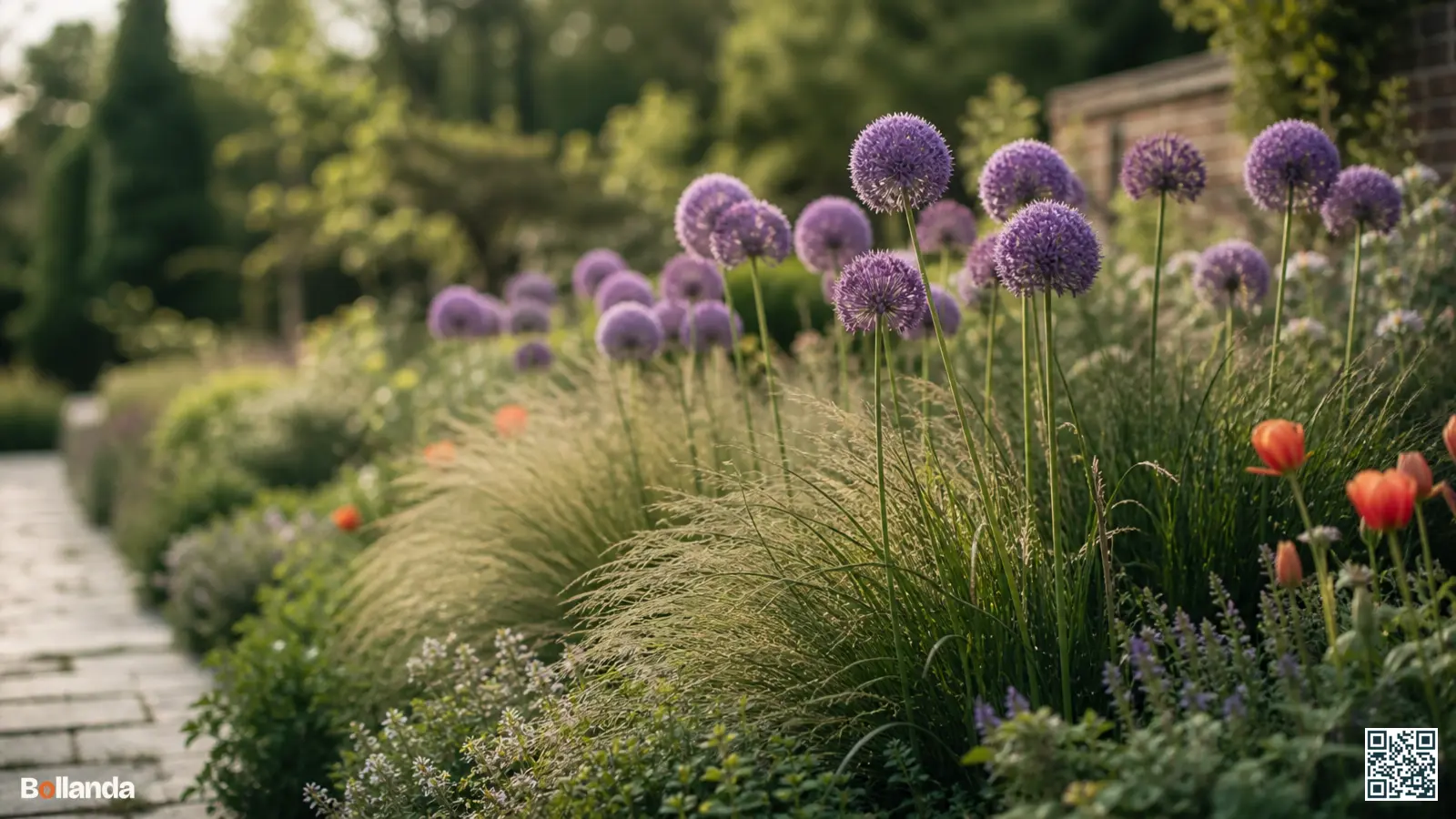Paarse allium-bollen boven siergrassen en lage vaste planten in een zonnige border in het late voorjaar.