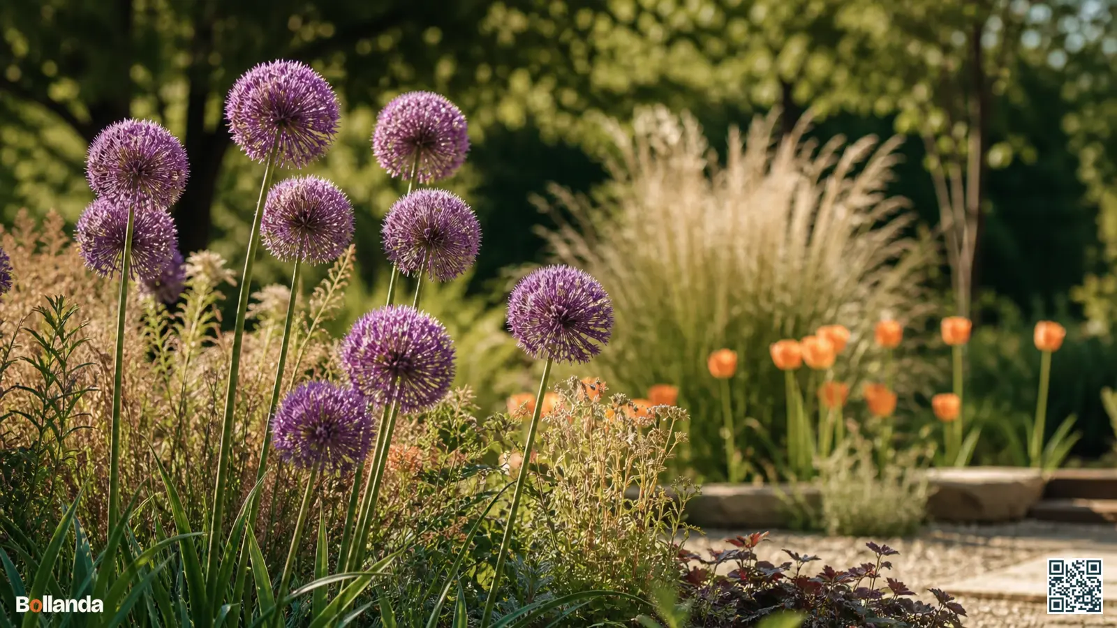 Paarse bolronde sieruien bloeien op rechte stelen boven siergrassen en vaste planten in een zonnige tuinborder.