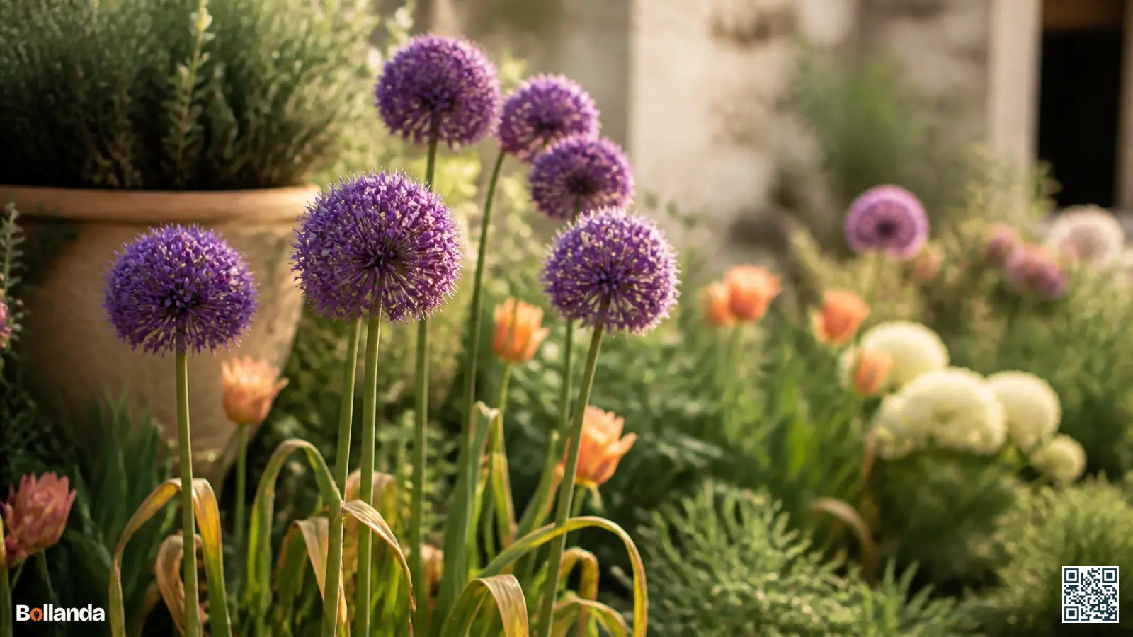 Paarse alliumschermen in een zonnige border met natuurlijk vergelend blad aan de voet van de stelen.