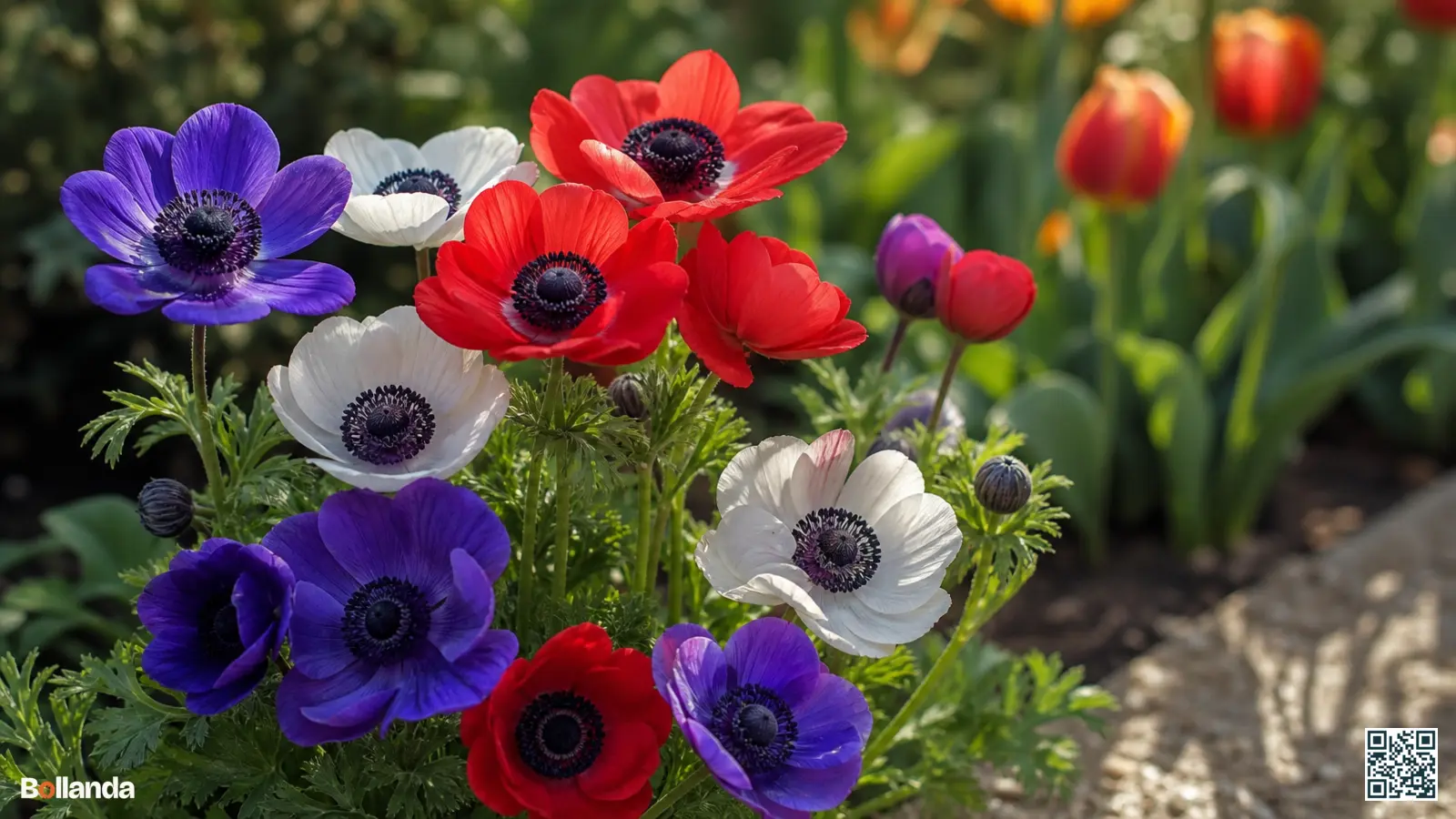 Kleurrijke anemoonbloemen in rood, violet-blauw en wit met donkere harten in een zonnige tuinborder.