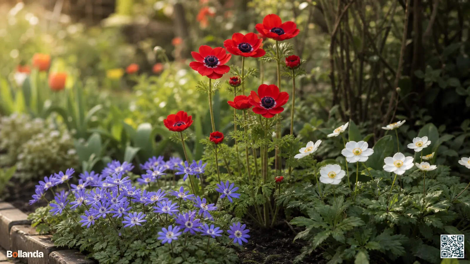Drie anemoonsoorten naast elkaar in een tuinborder: blauwe blanda, rode coronaria en witte bosanemoon in zacht daglicht.