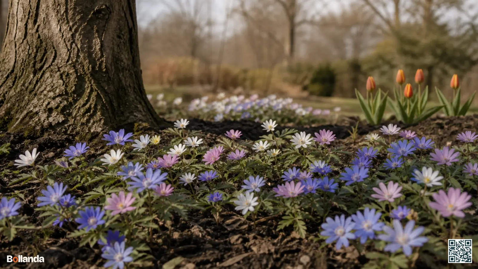Laag bloementapijt van blauwe, witte en roze Anemone blanda onder een kale loofboom in het vroege voorjaar.