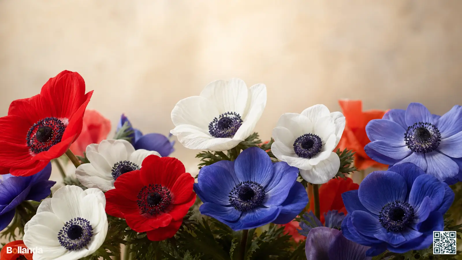 Kleurrijke kroonanemonen in rood, blauw en wit met donkere harten bloeien in een zonnige border.