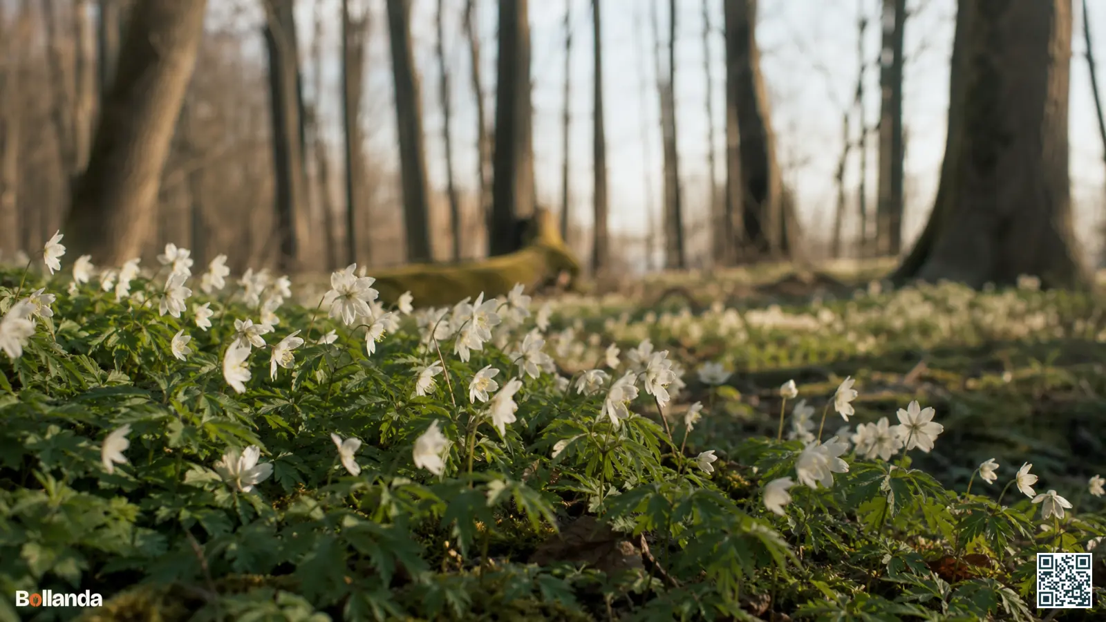 Witte bosanemonen bloeien als een tapijt onder kale loofbomen in het vroege voorjaar.