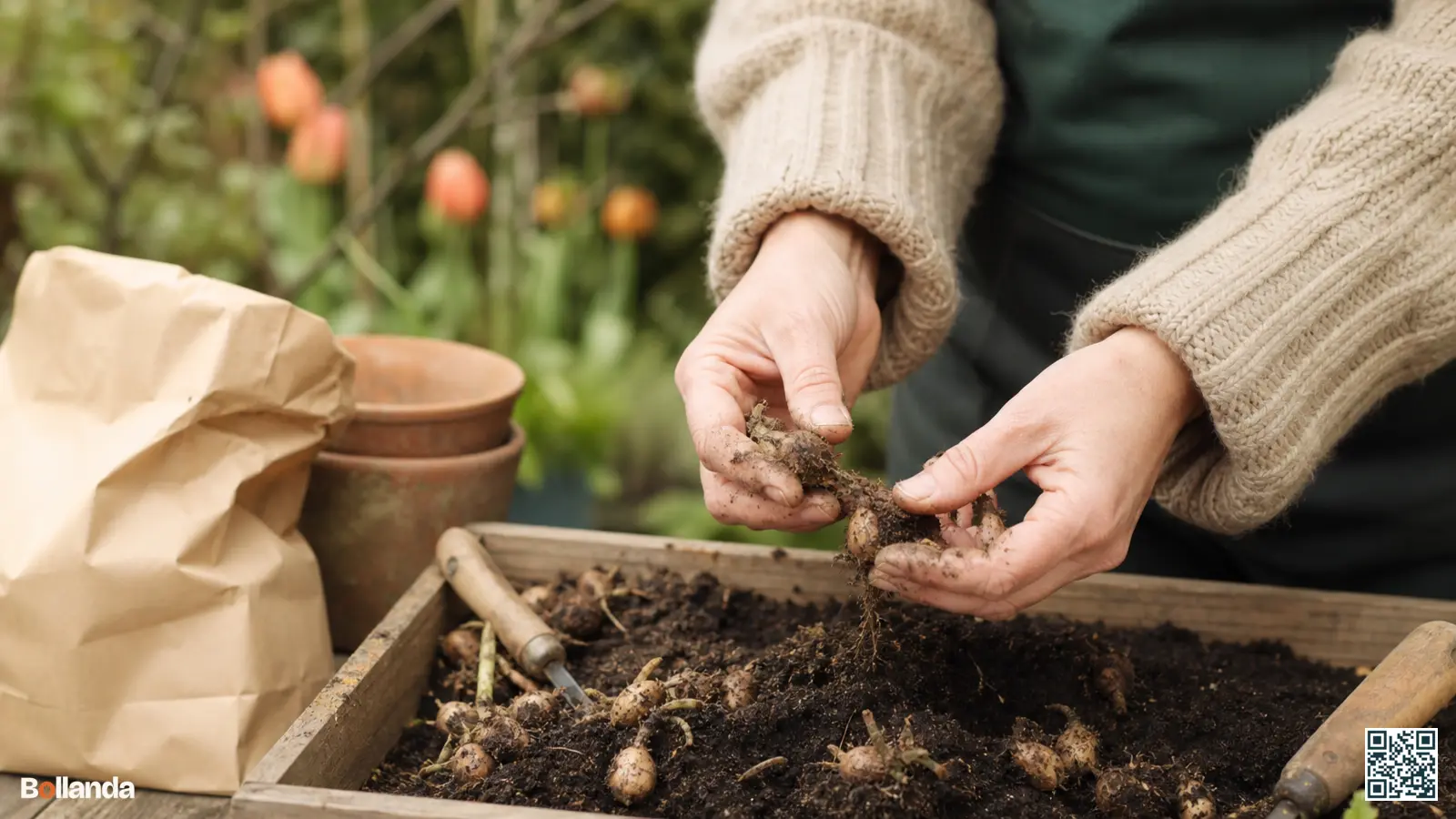Handen die kleine knobbelige anemoonknollen voorzichtig scheiden boven een bak met aarde in de tuin.