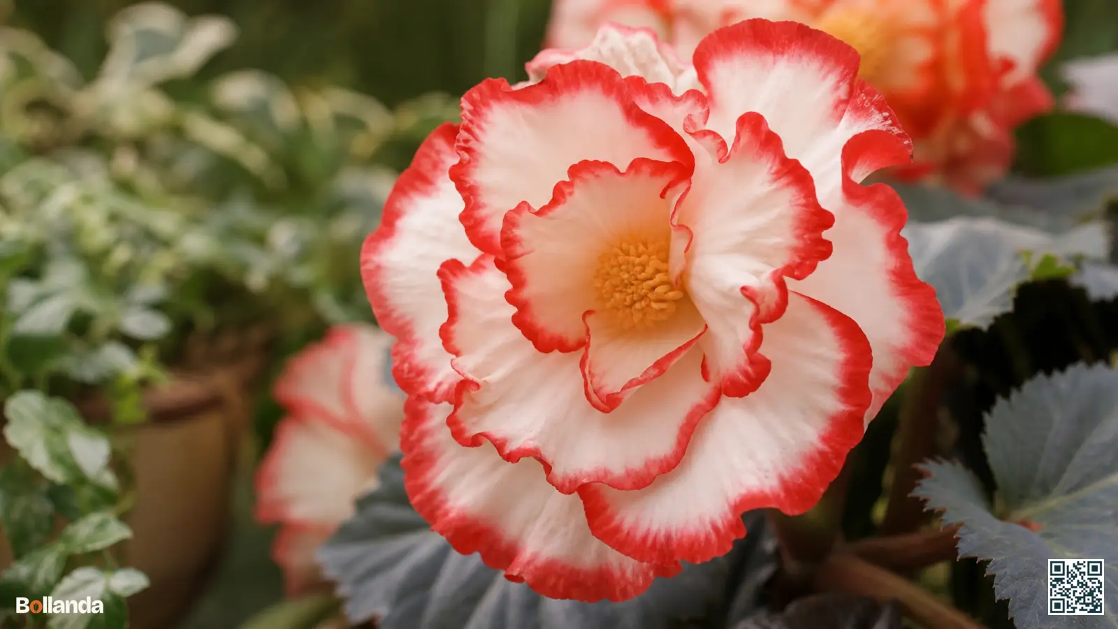 Close-up van een gegolfde tweekleurige Crispa Marginata-begonia met witte bloemblaadjes en een rode gegolfde rand.