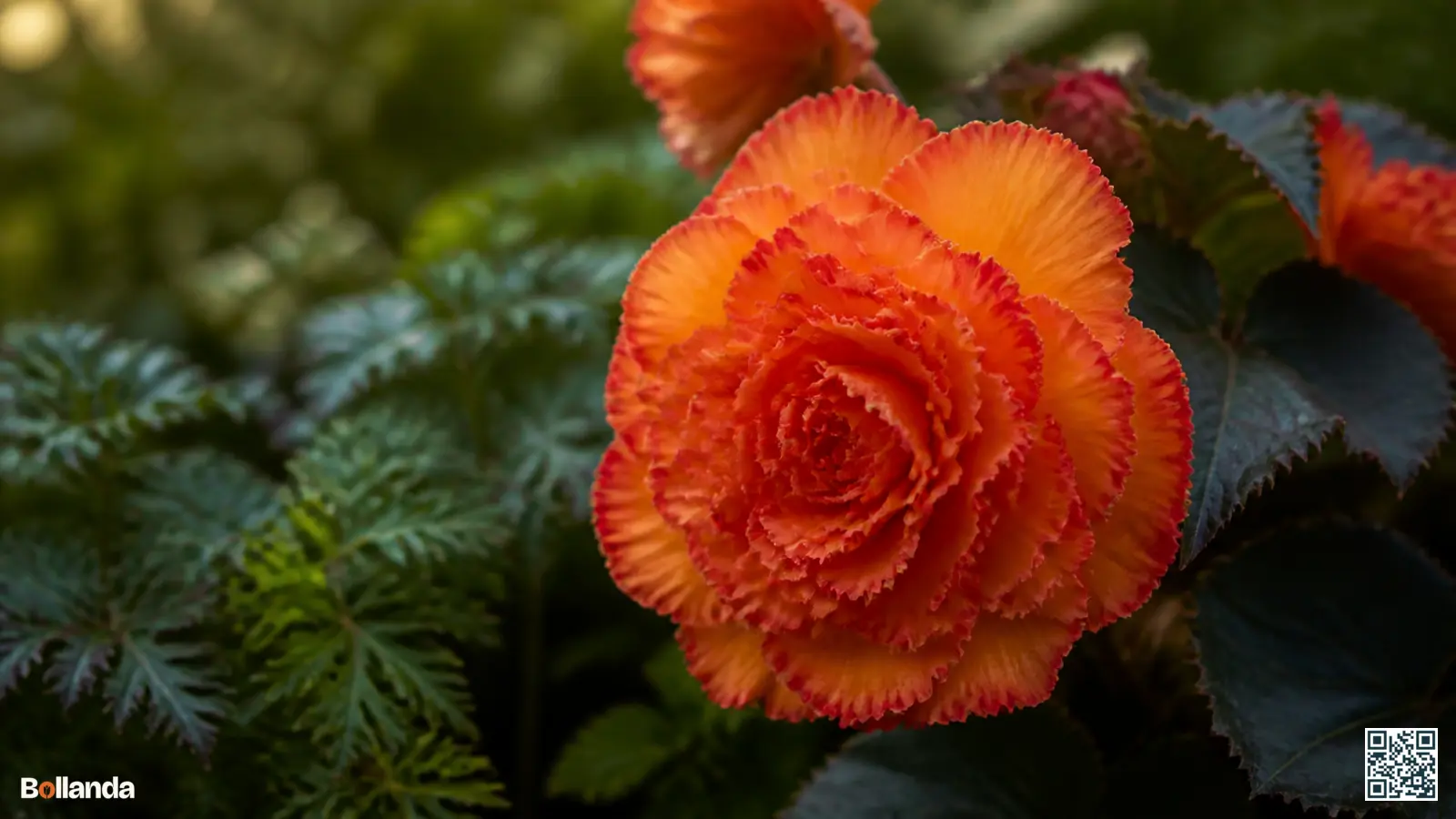 Close-up van een gefranjerde Fimbriata-knolbegonia met dubbele oranjerode bloemen in een halfbeschaduwde border.