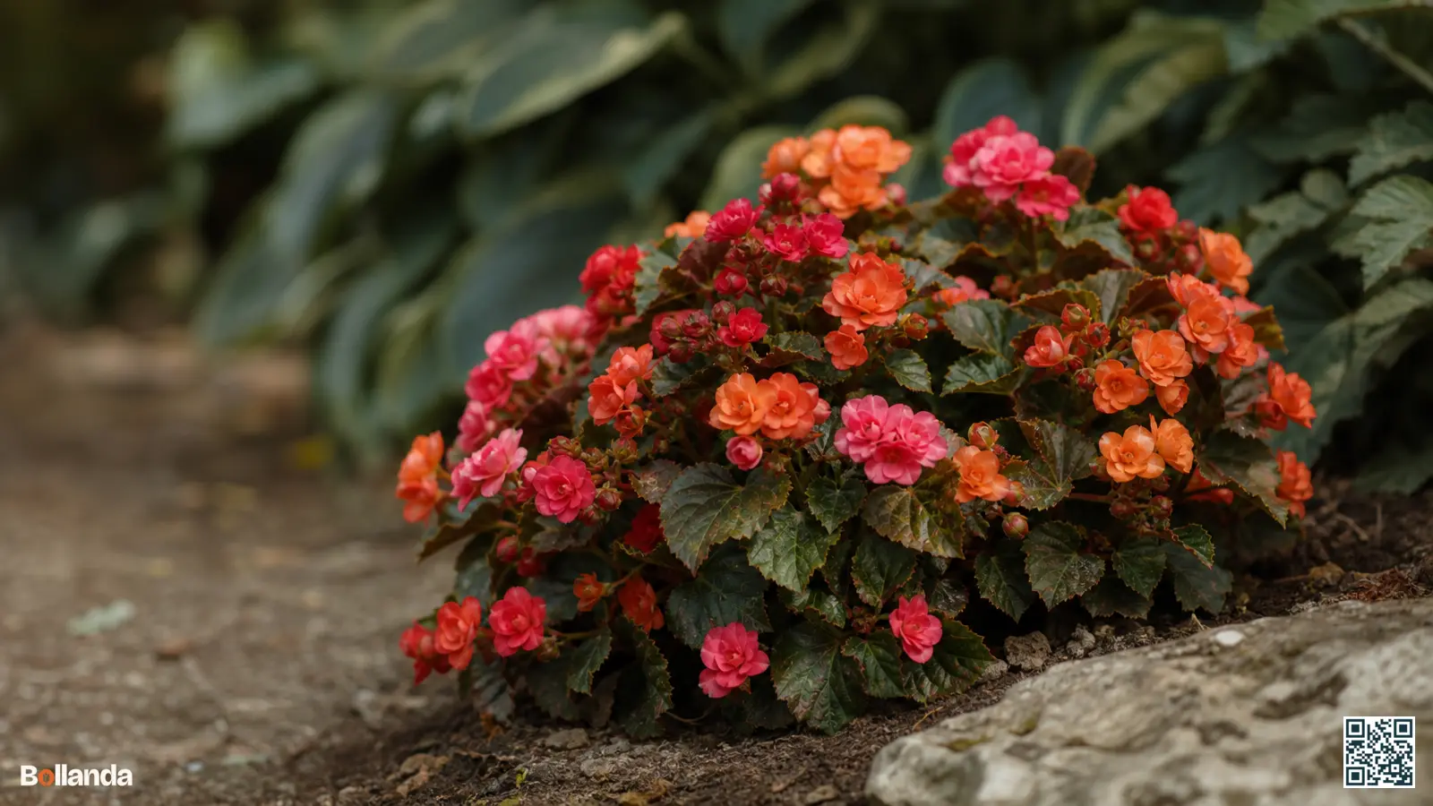 Compacte multiflora-begonia met veel kleine oranje en roze bloemen in een schaduwrijke border.