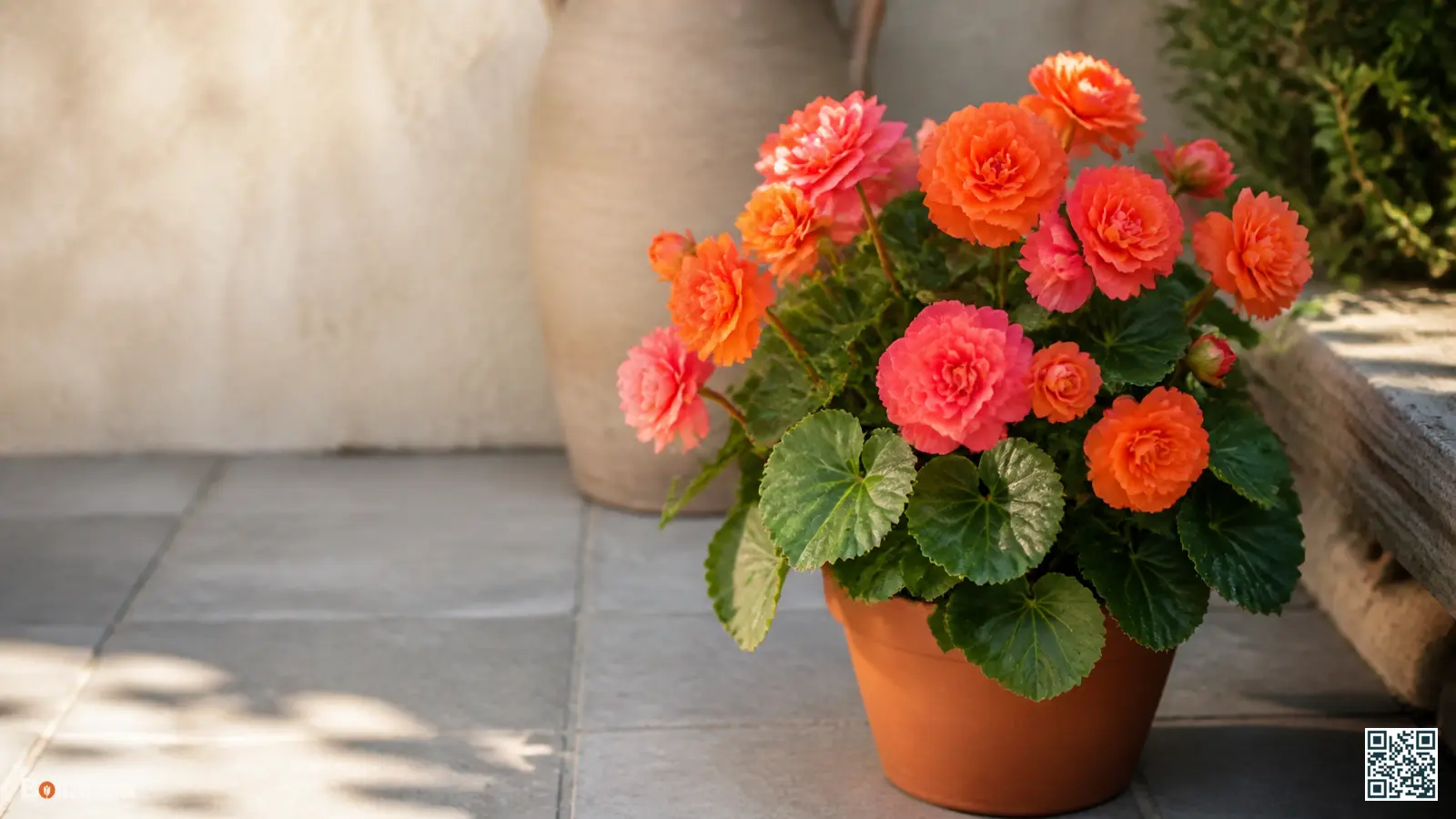 Compacte Non Stop-begonia met dubbele oranje en roze bloemen in een neutrale pot op een halfschaduwrijk terras.