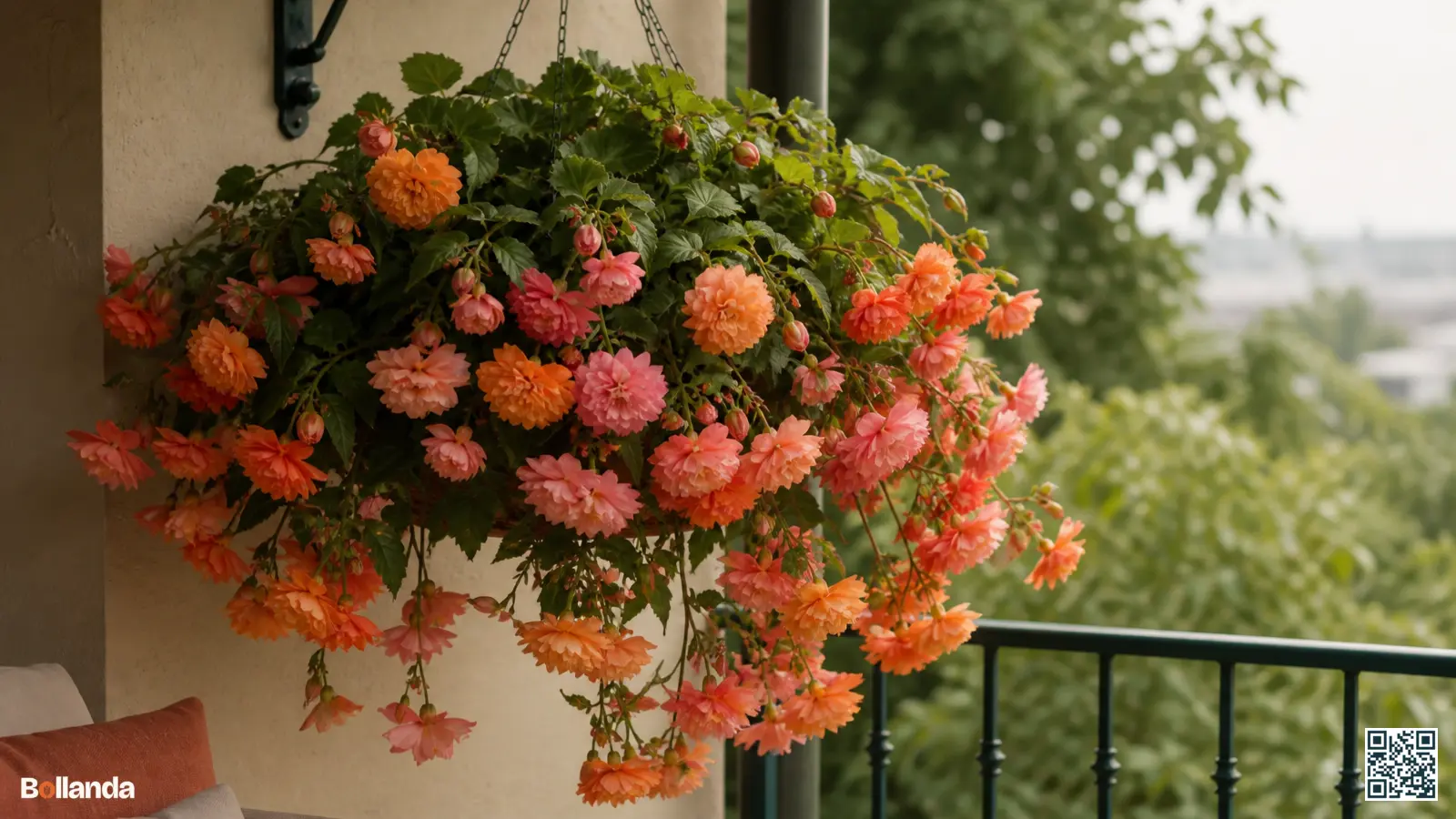Volle hangmand met hangbegonia's vol oranje en roze bloemen op een halfschaduwrijk balkon.