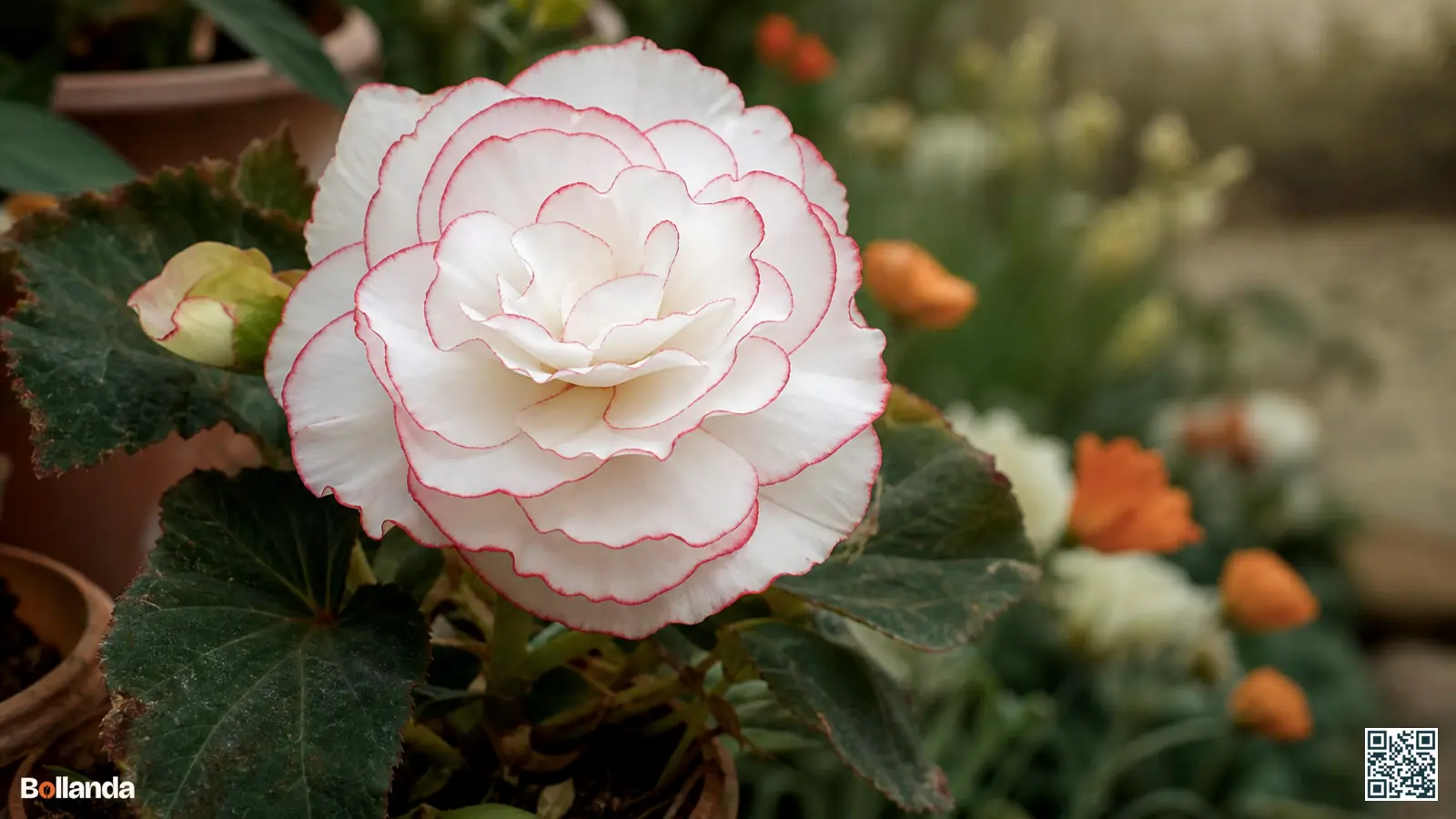 Close-up van een gevulde picotee-begonia met witte bloembladen en een fijne rode contrasterende rand in halfschaduw.