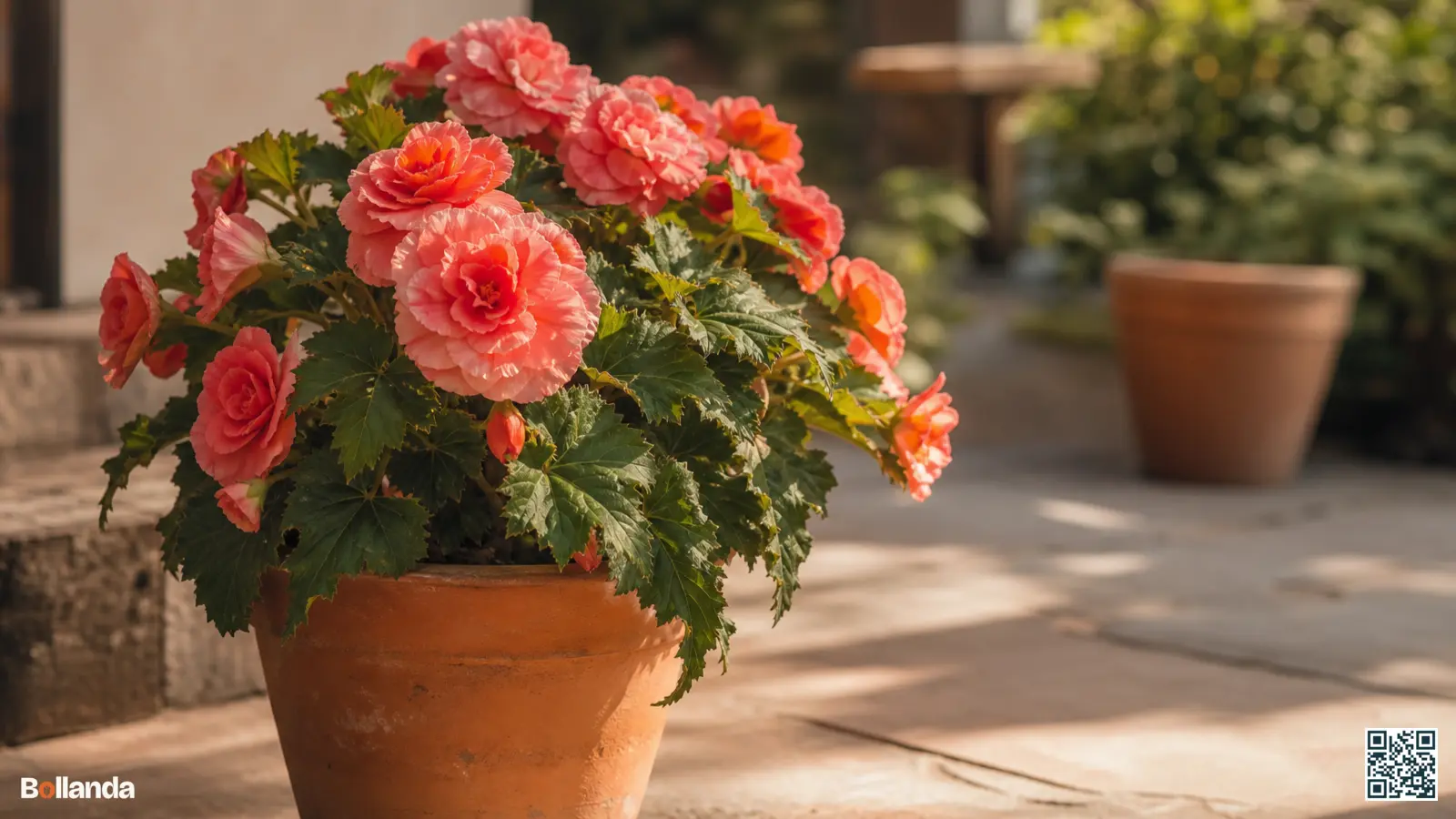 Bloeiende knolbegonia in een terracotta pot op een halfbeschaduwd terras met roze bloemen in ochtendlicht.