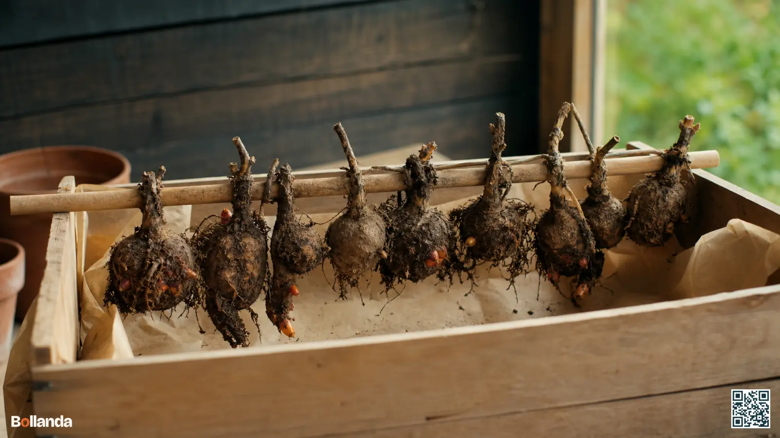 Knolbegoniaknollen drogen ondersteboven in een open houten krat op een koele, geventileerde plek voor de winterbewaring.