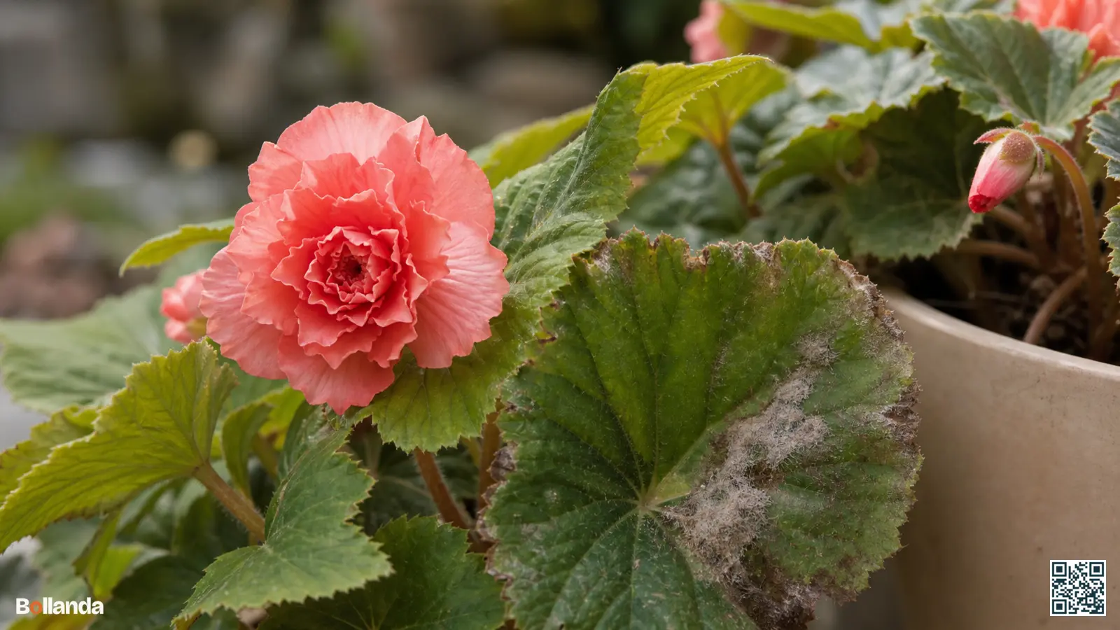 Close-up van een knolbegonia in halfschaduw met beginnende grauwe schimmel op een blad en een roze bloem ernaast.