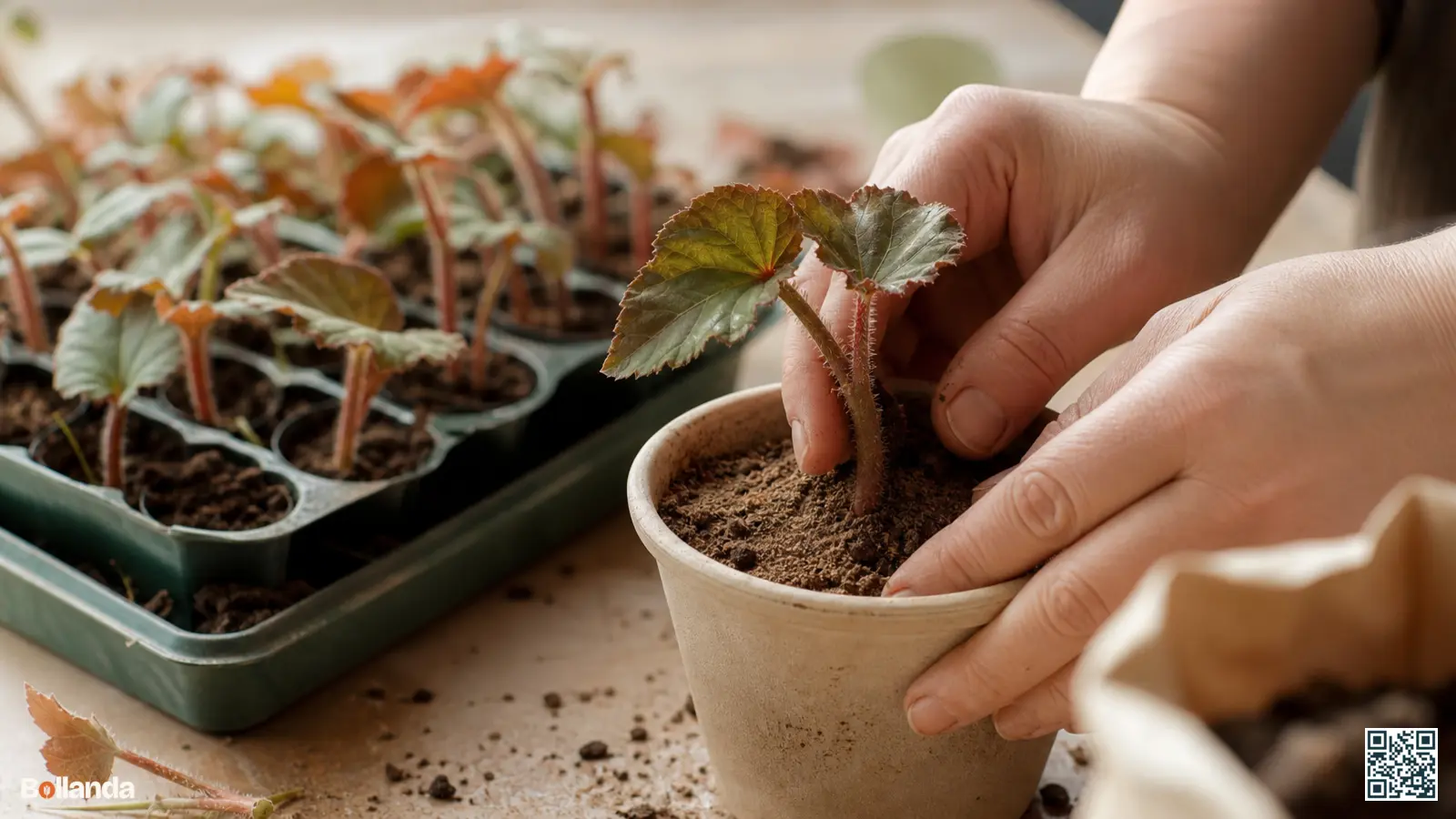 Een jonge begoniastek wordt in een potje met vochtig zandig stekmedium gezet, met bewortelde stekken op de achtergrond.