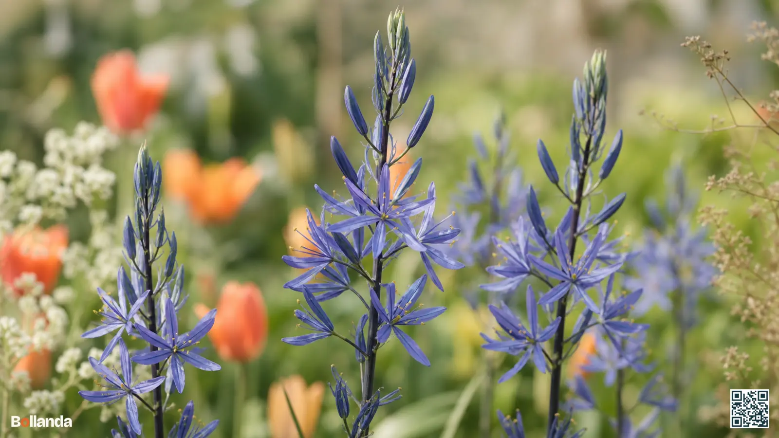 Blauwe stervormige bloemen van Camassia leichtlinii op rechte stelen in een tuinborder in het late voorjaar.