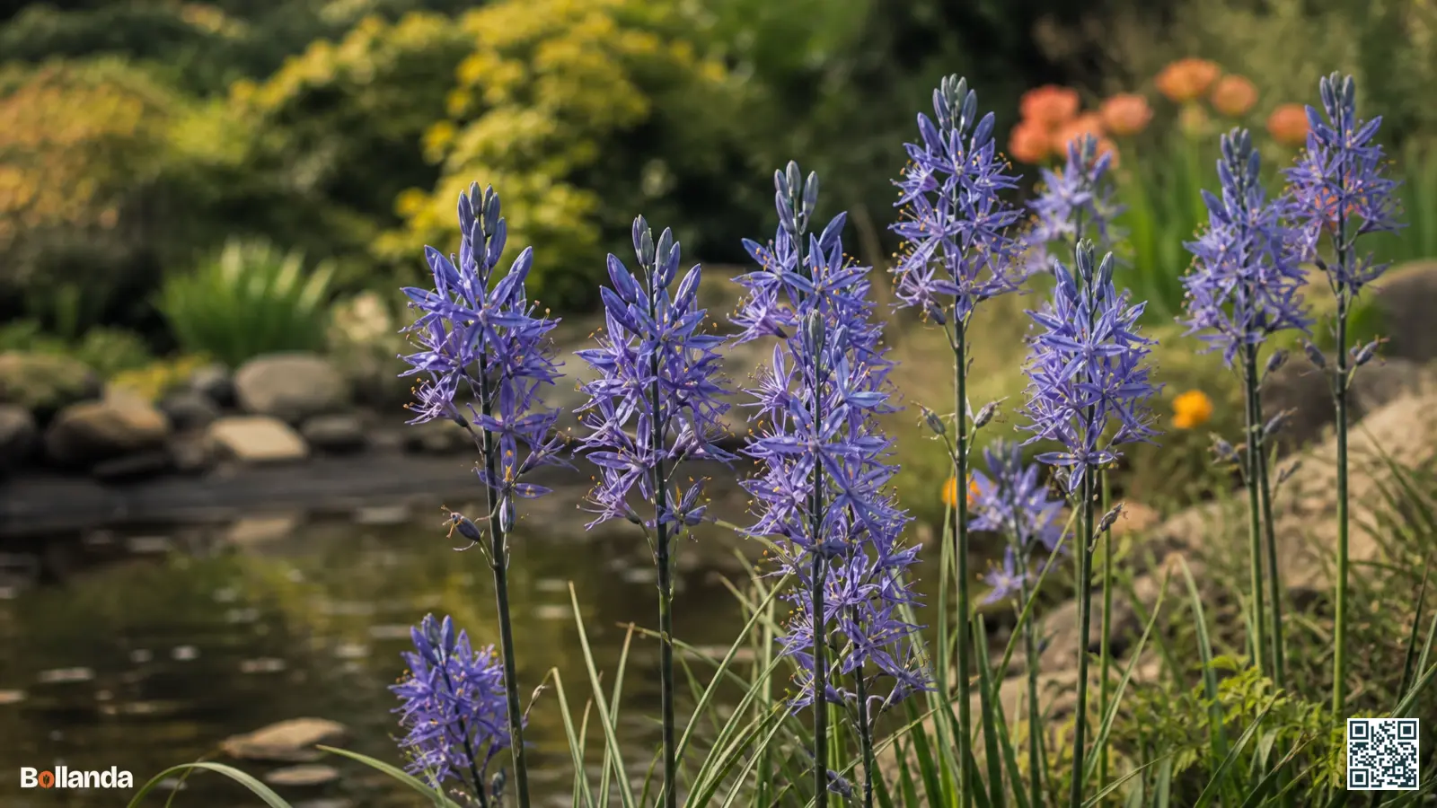 Blauwe stervormige camassia in bloei aan een vochtige vijverrand in een tuin in het late voorjaar.