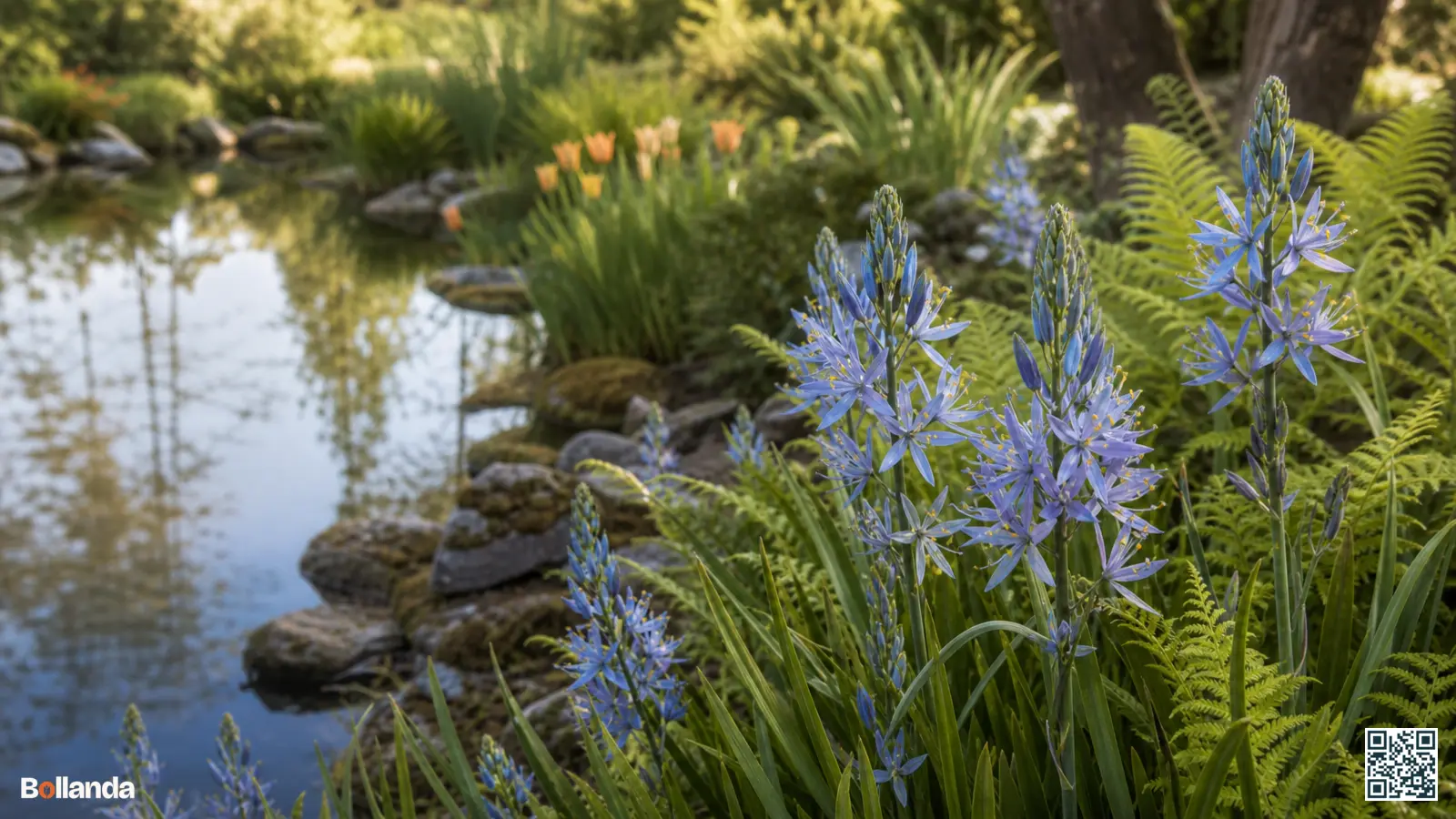 Blauwe camassia met stervormige bloemen aan een vochtige vijverrand tussen varens en grassen in een tuin.