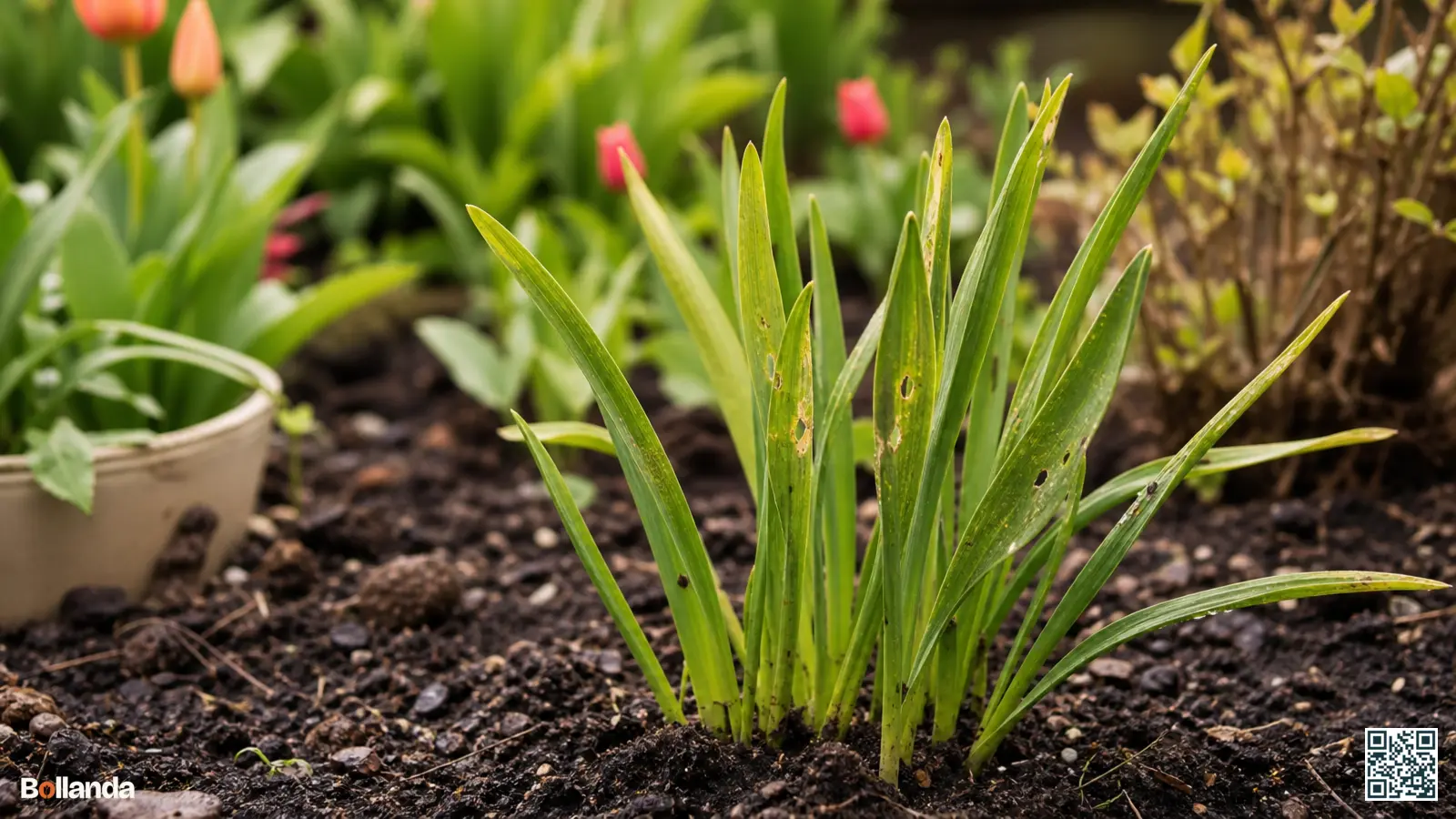 Jong opkomend camassiablad met lichte slakkenschade in een vochtige tuin met donkere, vochtige grond.